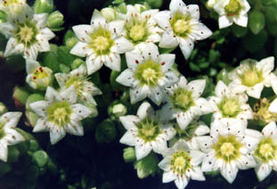 Rosularia sedoides